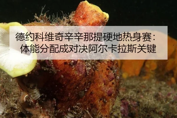 德约科维奇辛辛那提硬地热身赛：体能分配成对决阿尔卡拉斯关键